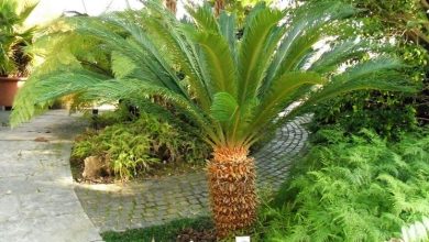 Photo of The Cycas