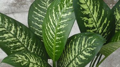 Photo of A dieffenbachia