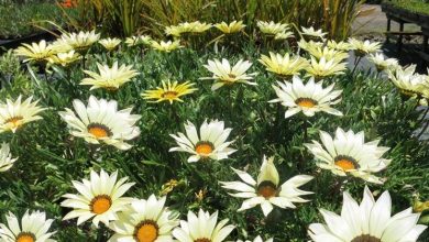 Photo of La gazania