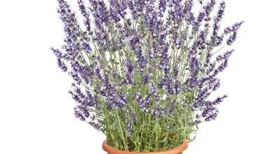 Photo of Lavanda