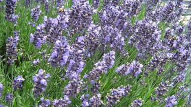 Photo of Lavanda – Lavandula angustifolia