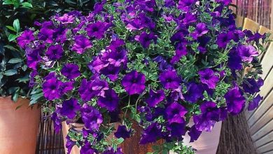 Photo of Petunia surfinia