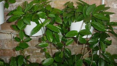 Photo of A planta com flores de cera