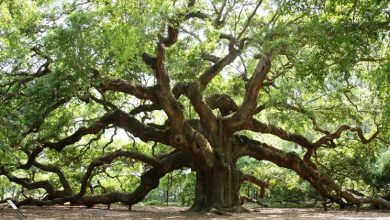 Photo of La quercia albero