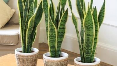 Photo of O Sansevieria – Sansevieria trifascata