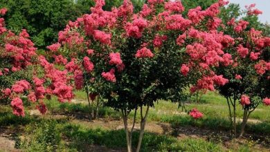 Photo of Lagerstroemia indica