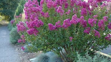 Photo of Poda de lagerstroemia