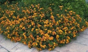 Photo of Lantana camara