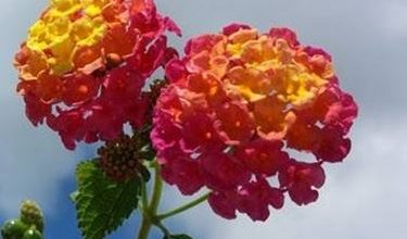 Photo of Lantana