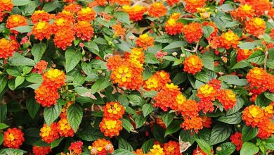 Photo of Lantana