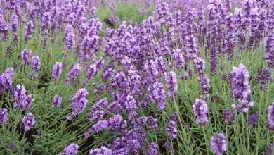 Photo of Lavanda florescendo