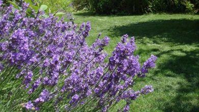 Photo of Lavanda em vaso