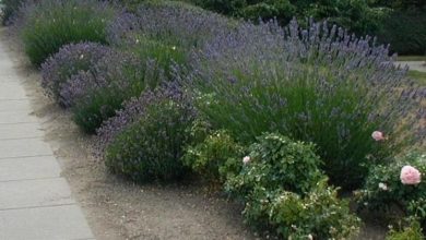 Photo of Lavanda inglesa