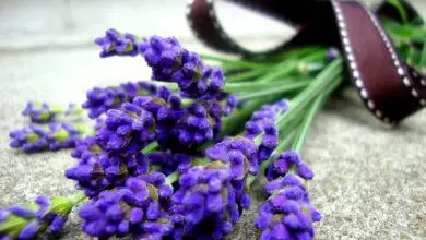 Photo of Lavender officinalis