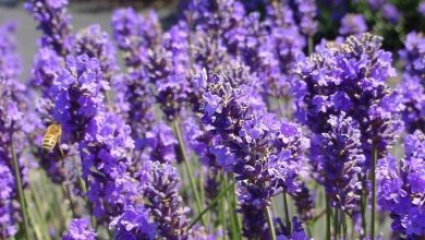 Photo of Planta de lavanda