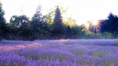 Photo of Planta de lavanda