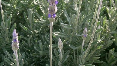 Photo of Semeadura de lavanda