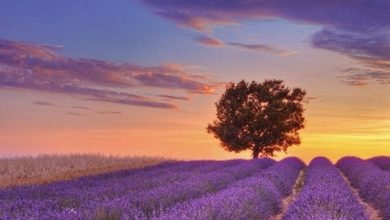 Photo of Significado lavanda