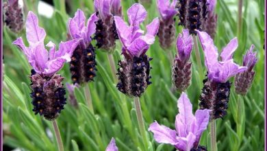 Photo of Stoechas lavanda