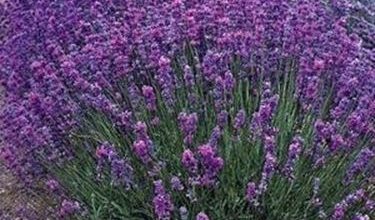 Photo of Lavanda – Lavandula angustifolia