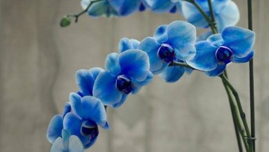 Photo of As orquídeas azuis