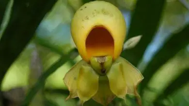 Photo of Orquídeas raras