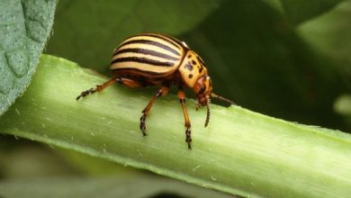 Photo of Remova o escaravelho da batata | Remédios orgânicos e Tratamento