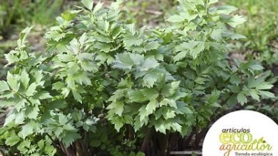 Photo of Lovage: culinária usos e planta Desta Medicinais