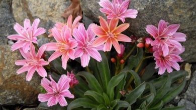 Photo of Lewisia