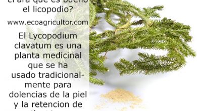 Photo of Propriedades musgo do Clube, Uma Muito úteis Doenças de plantas medicinais de Pele