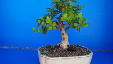 Photo of Ligustrum bonsai