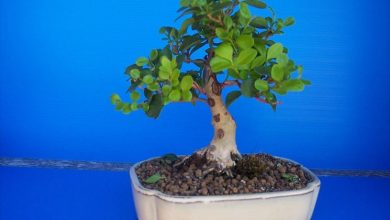 Photo of Ligustrum bonsai