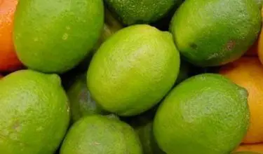 Photo of Limão e limão – Citrus spp.
