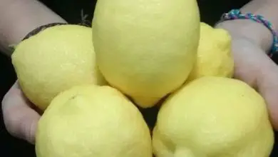 Photo of Doenças do limoeiro: folhas amarelas, manchas marrons …