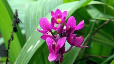 Photo of Linguagem das flores Orquídea