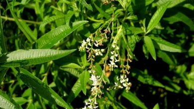 Photo of Lippia citriodora