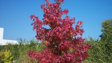 Photo of Liquidambar styraciflua