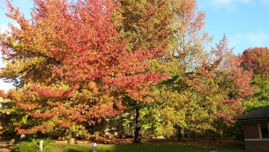 Photo of Liquidambar