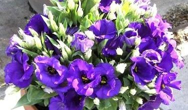 Photo of Lisianthus