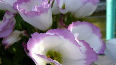 Photo of Lisianthus