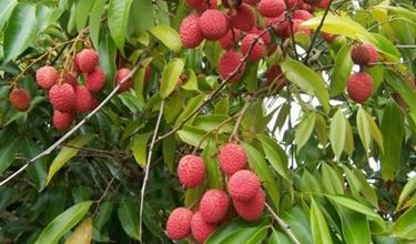 Photo of Litchi – Litchi chinensis