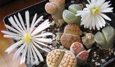 Photo of Lithops