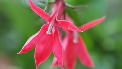 Photo of Lobelia cardinalis