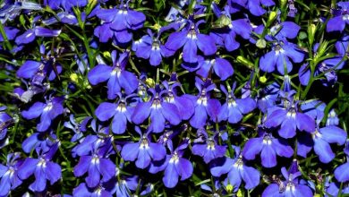 Photo of Lobelia Erinus