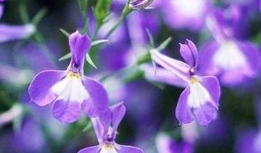 Photo of Lobelia