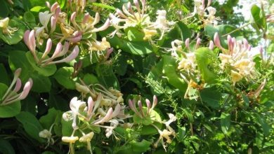 Photo of Lonicera caprifolium