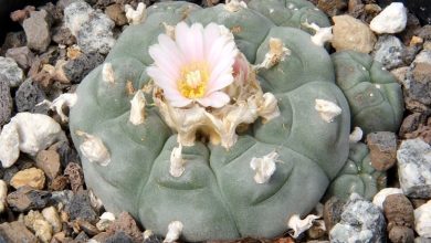 Photo of Lophophora williamsii