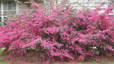 Photo of Loropetalum