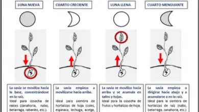 Photo of INFLUÊNCIA Desenvolvimento da da lua nenhuma planta