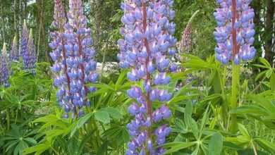 Photo of Lupinus